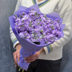 15 сиреневых маттиол